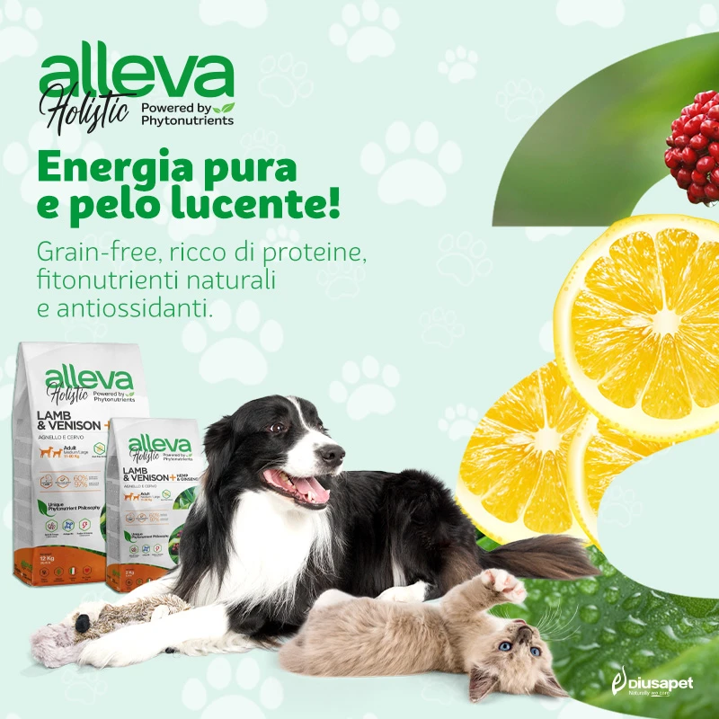 Holistic banner 800x800