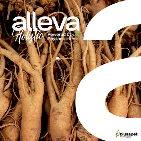 ginseng 480x480 ginseng 480x480