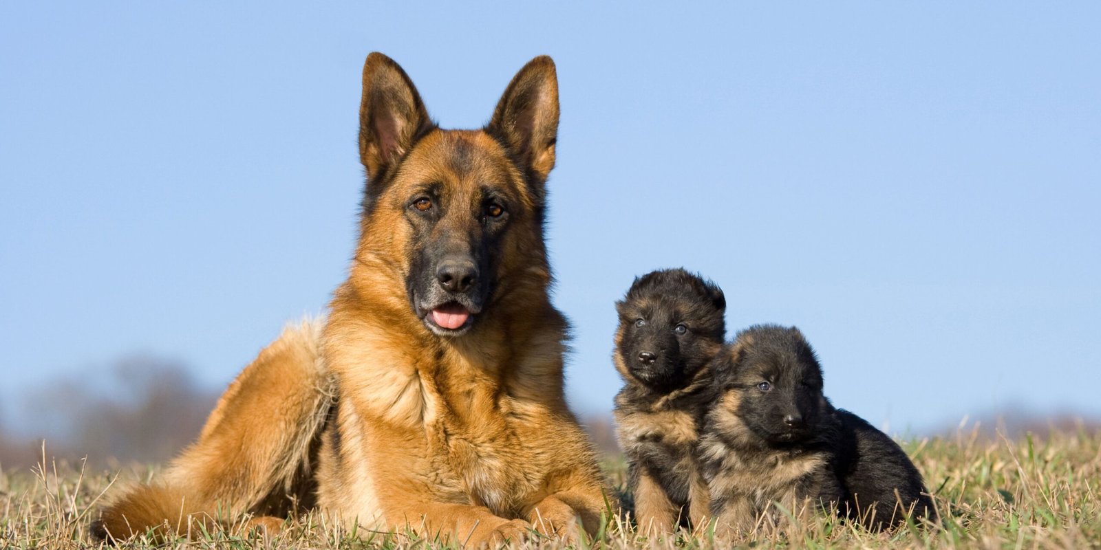 cane adulto e nuovi cuccioli