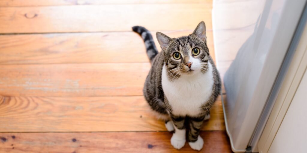 gatto a sedere sul pavimento