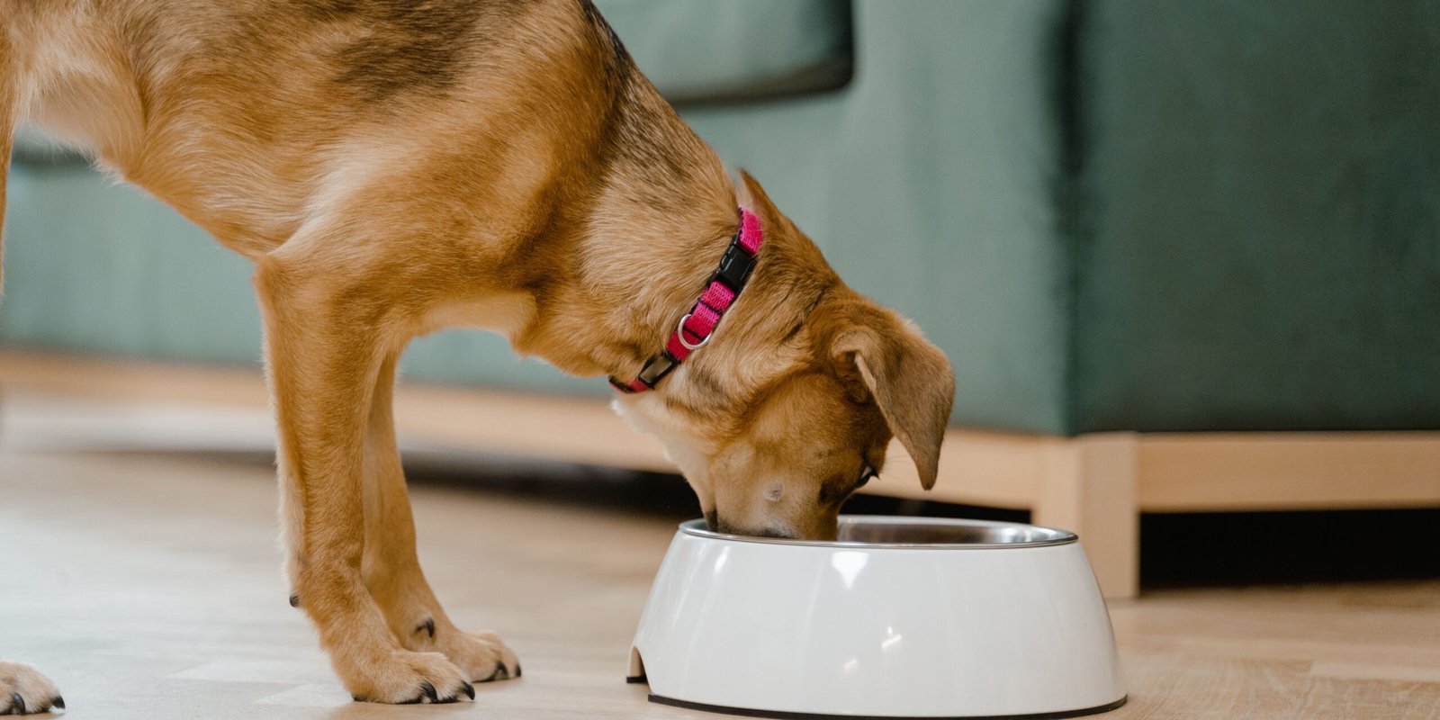 cane obeso che mangia dalla ciotola