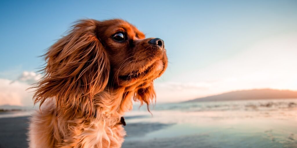 vacanza con il cane al mare