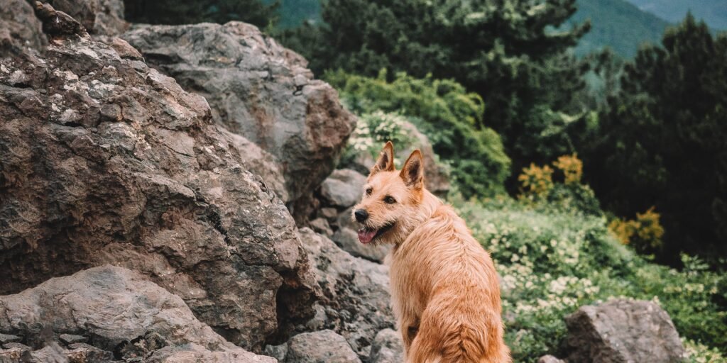 vacanza con il cane in montagna