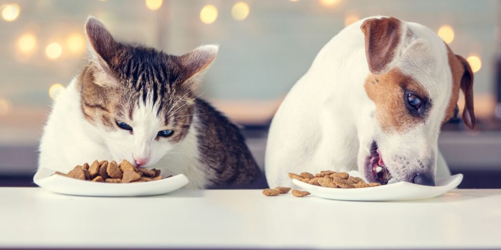cane e gatto che mangiano insieme crocchette