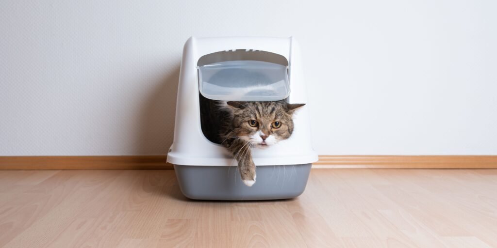 gatto che esce dalla lettiera e migliori crocchette urinary gatto