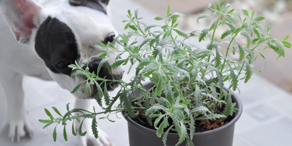piante velenose per cani