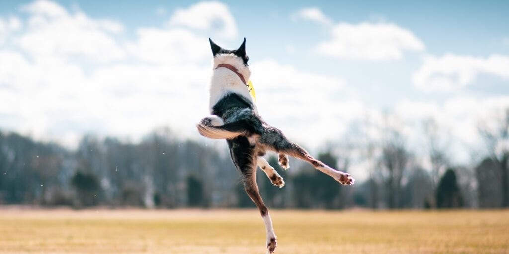 cane iperattivo consigli
