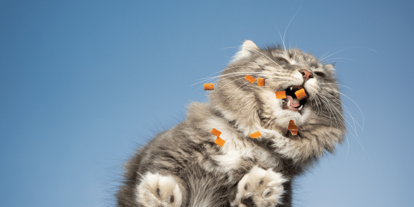 gatto inappetente che prova a mangiare croccantini