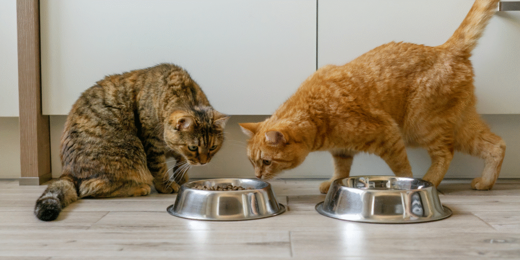 gatto inappetente con ciotola piena di croccantini