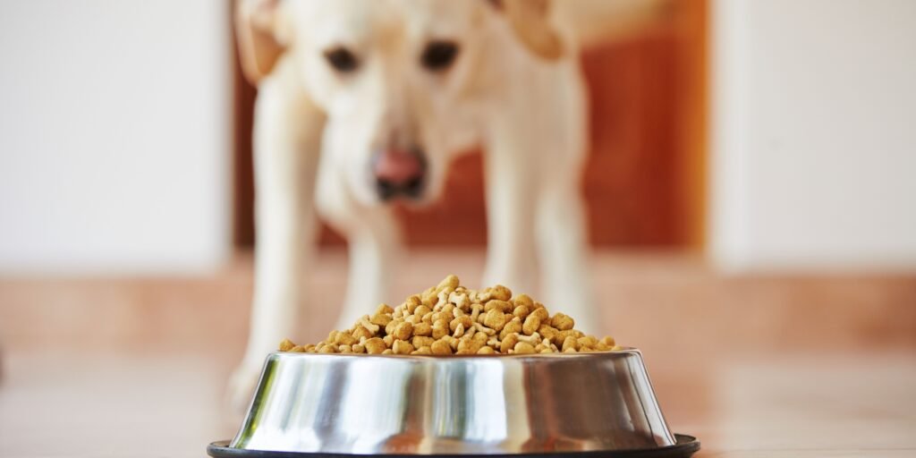 ciotola con cibi vietati ai cani