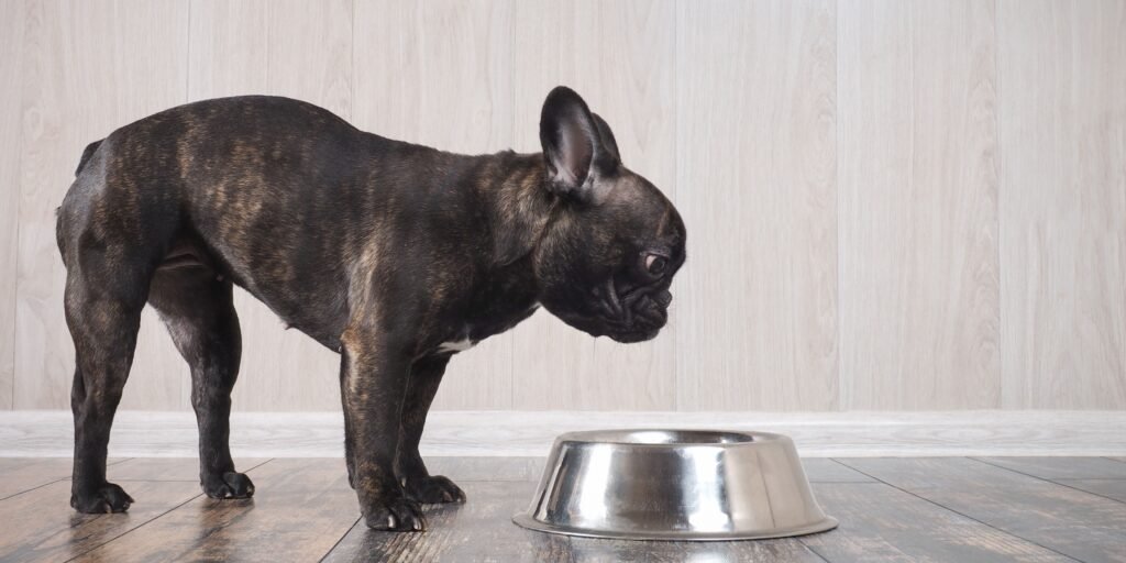 ciotola e cibi vietati al cane