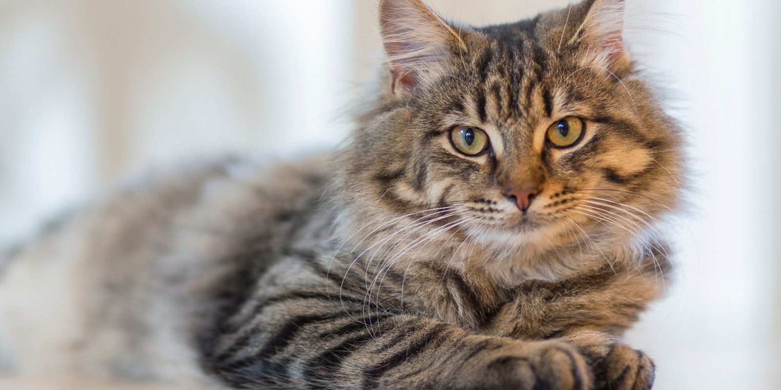 crocchette gatto sterilizzato