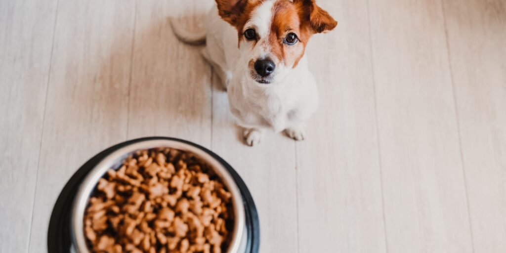 caboidrati per cani cosa fare