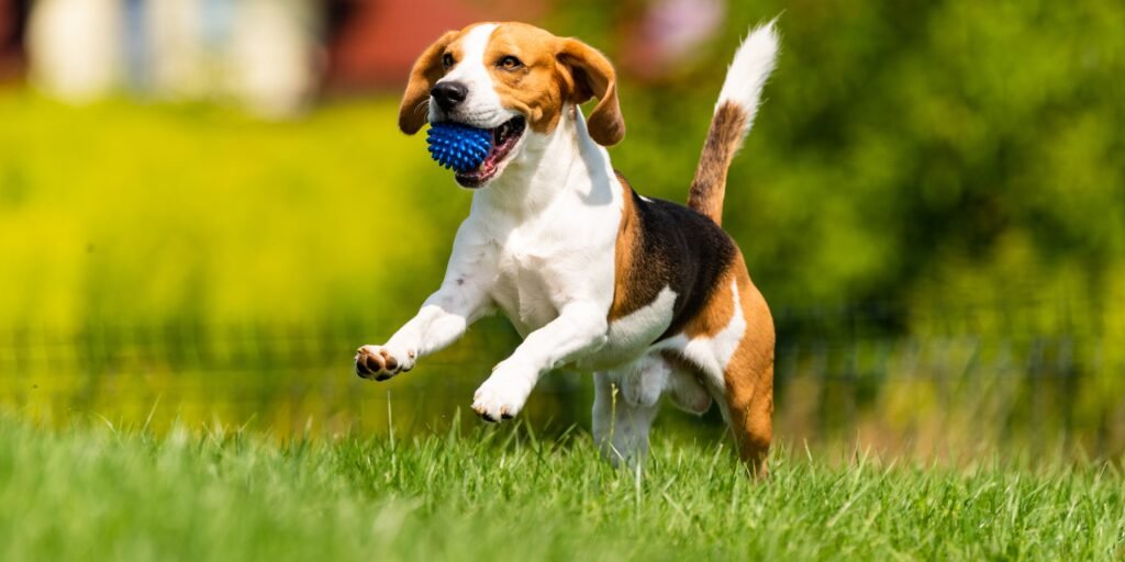 cane che corre e gioca connessione con carboidrati per cani 