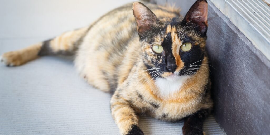 gestazioni gatti