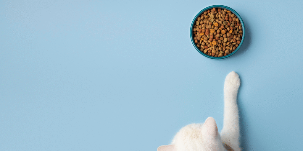  crocchette alimentazione del gatto