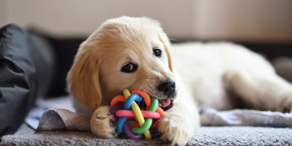come educare cuccioli di cane a non mordere
