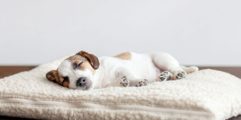 come educare cuccioli di cane, cane che sta dormendo su coperta