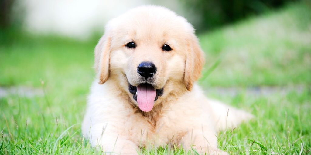 Come educare cuccioli di cane: una guida completa