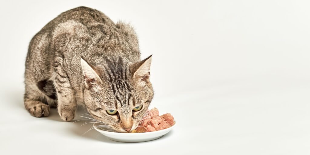 gatto che mangia il nuovo cibo umido gatto di Alleva da una ciotola bianca
