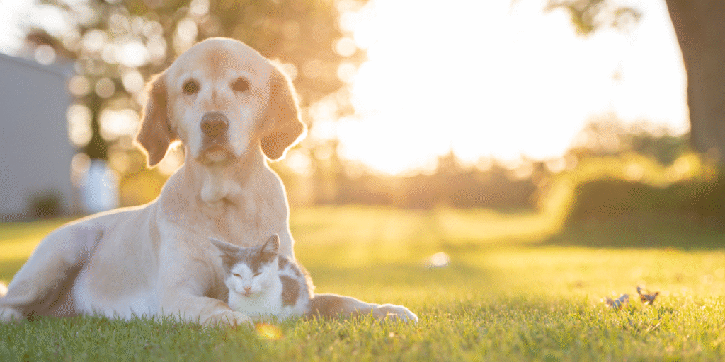 cane e gatto rilassati all’aperto, simbolo di pet care e benessere