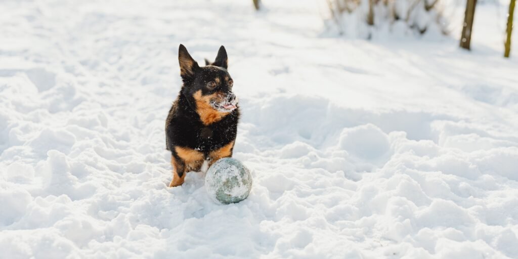 consigli su alimentazione cani in inverno sana per il loro benessere
