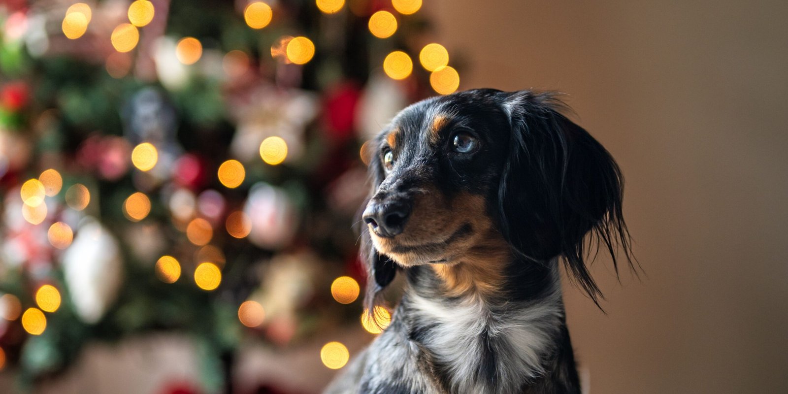 cosa non possono mangiare i cani durante le feste natalizie