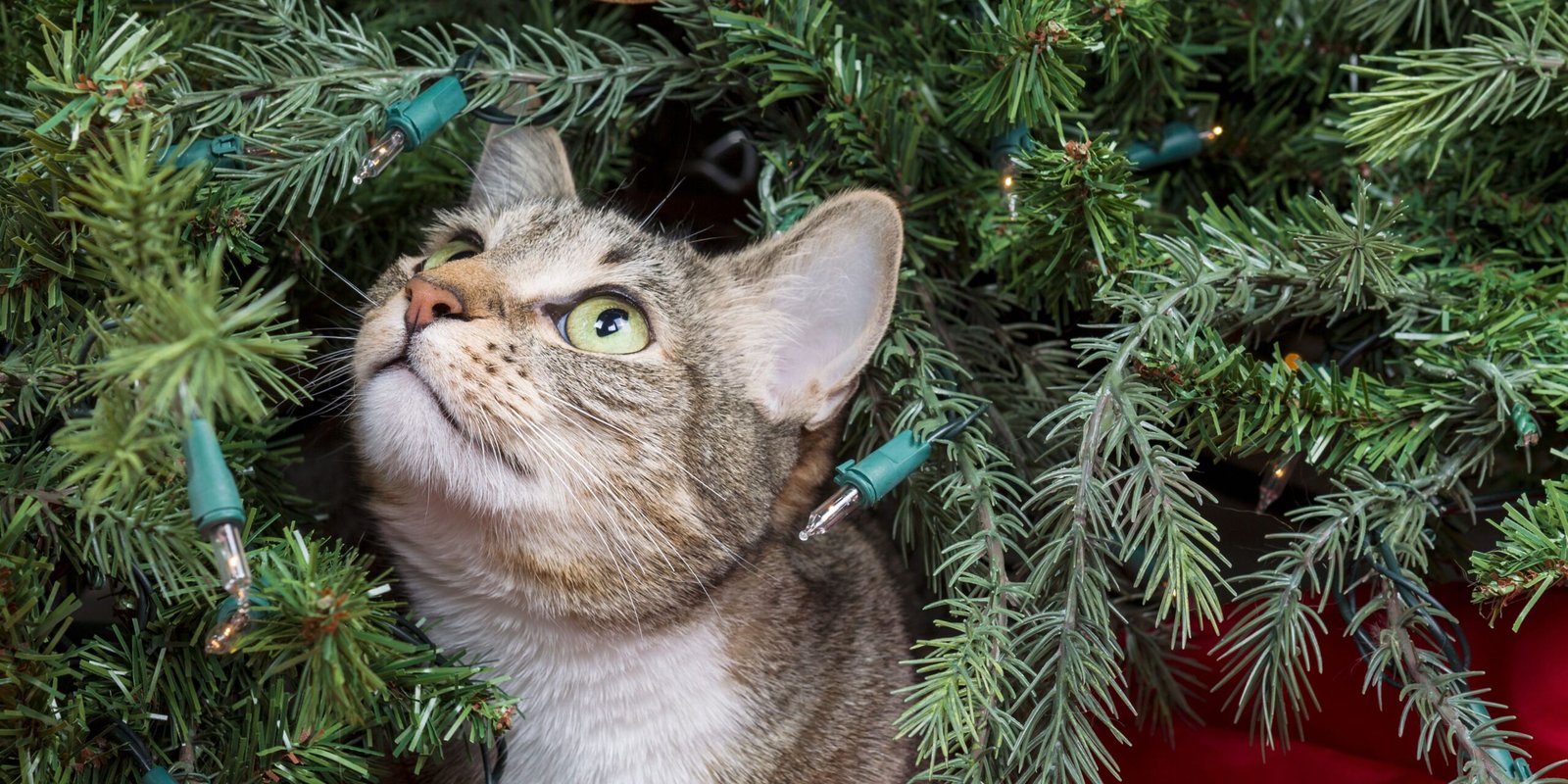 gatto e albero di natale