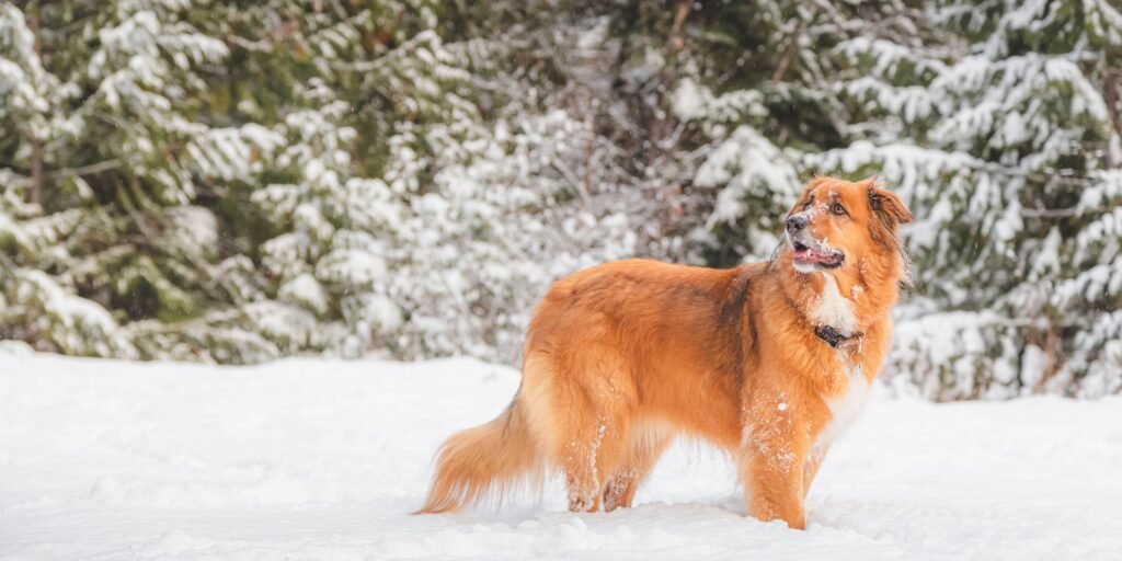 consigli per il benessere dei cani sulla neve