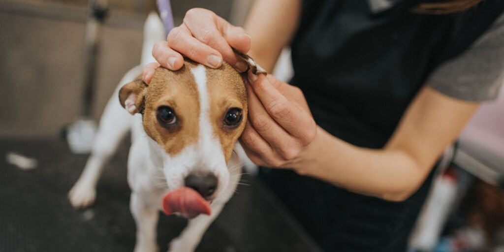 come pulire le orecchie dei cani in totale sicurezza