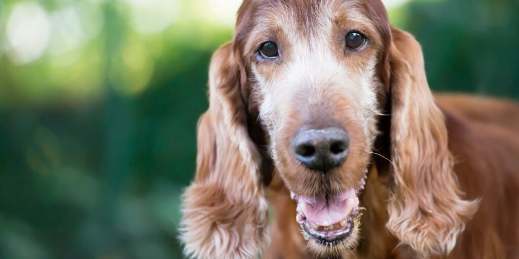 cocker cane anziano alimentazione per mantenere vitalità e benessere